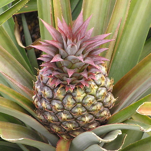 Ananas1